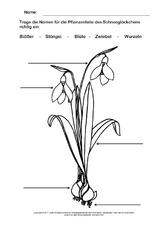 Schneeglöckchen-beschriften-ausmalen.pdf